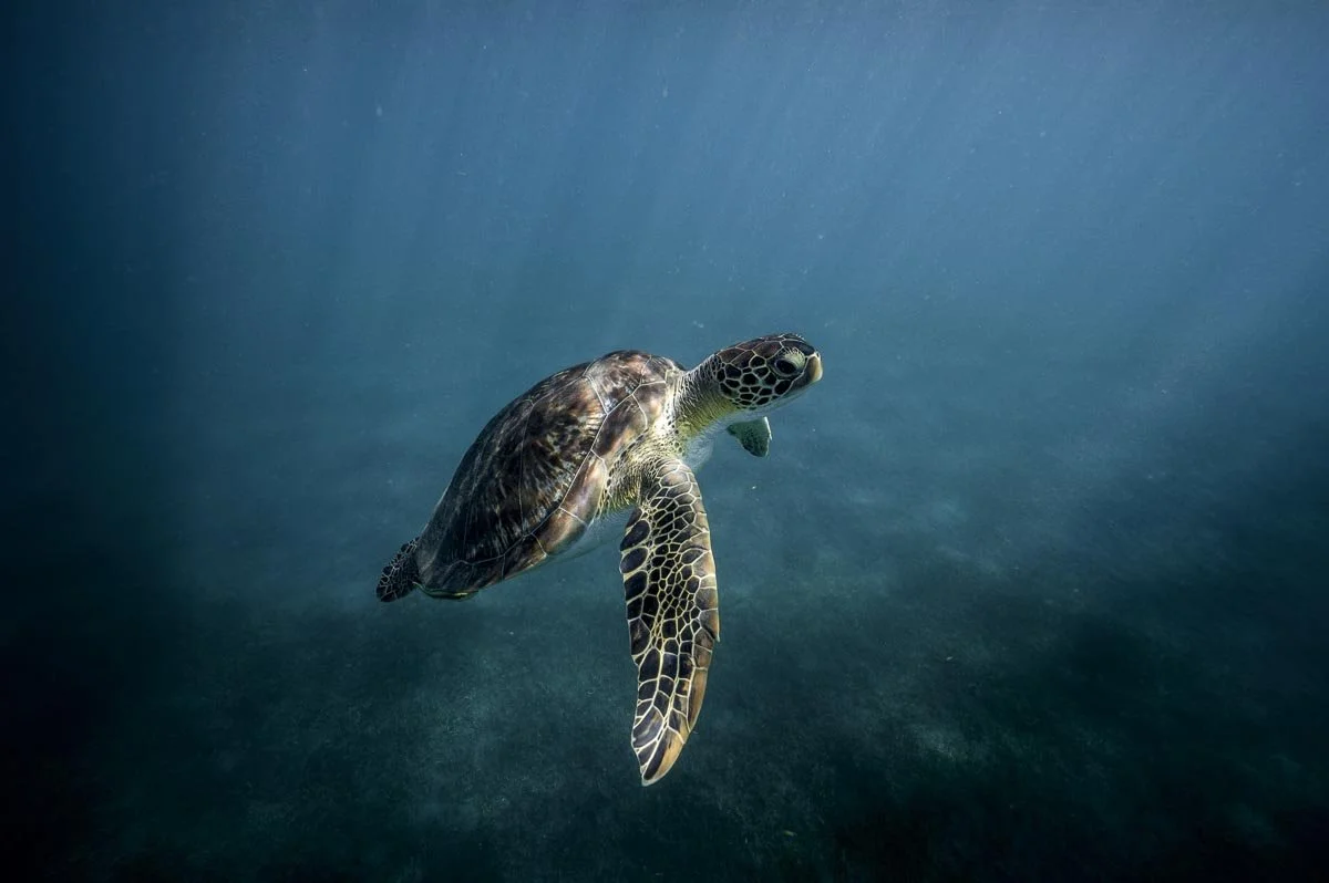 Cousteau