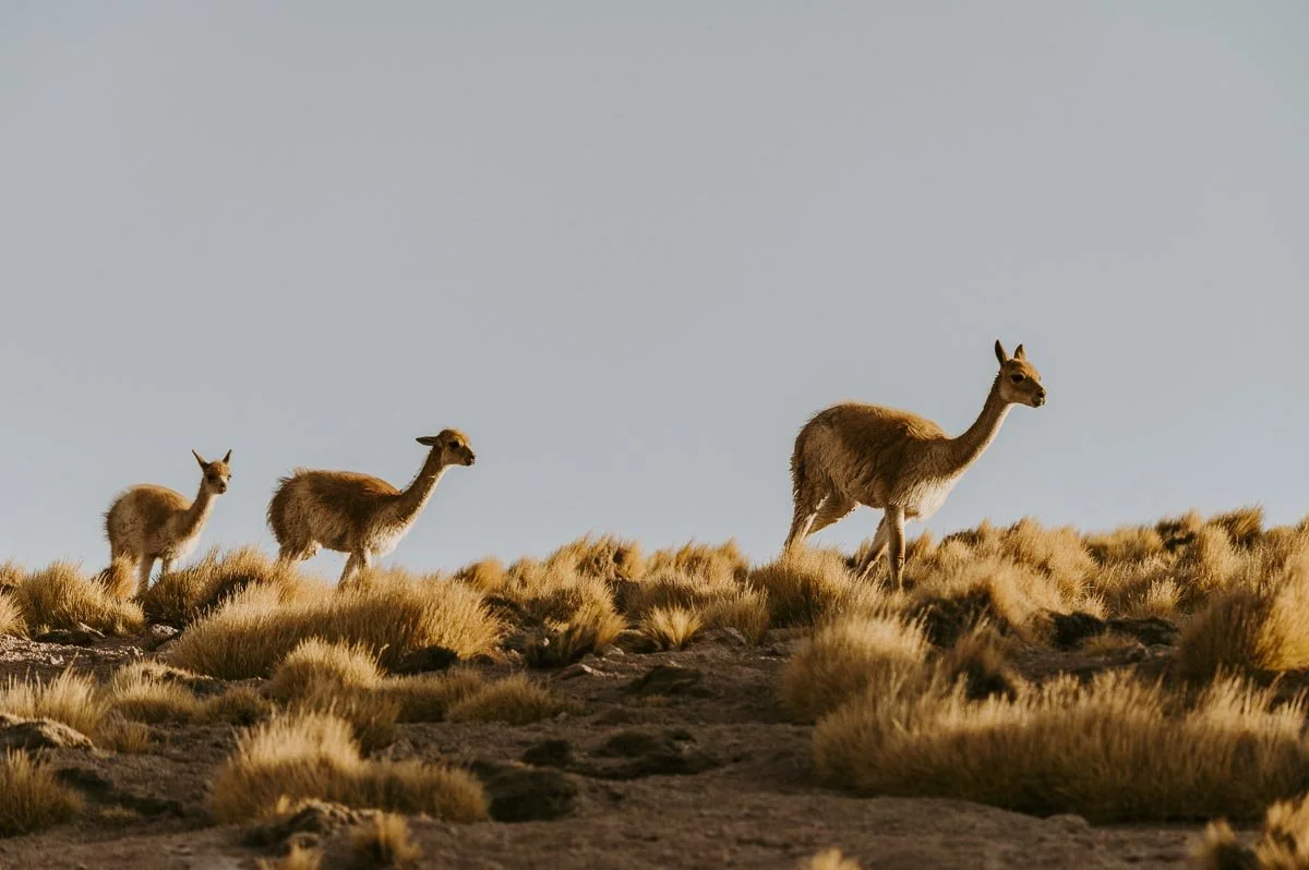 Atacama I