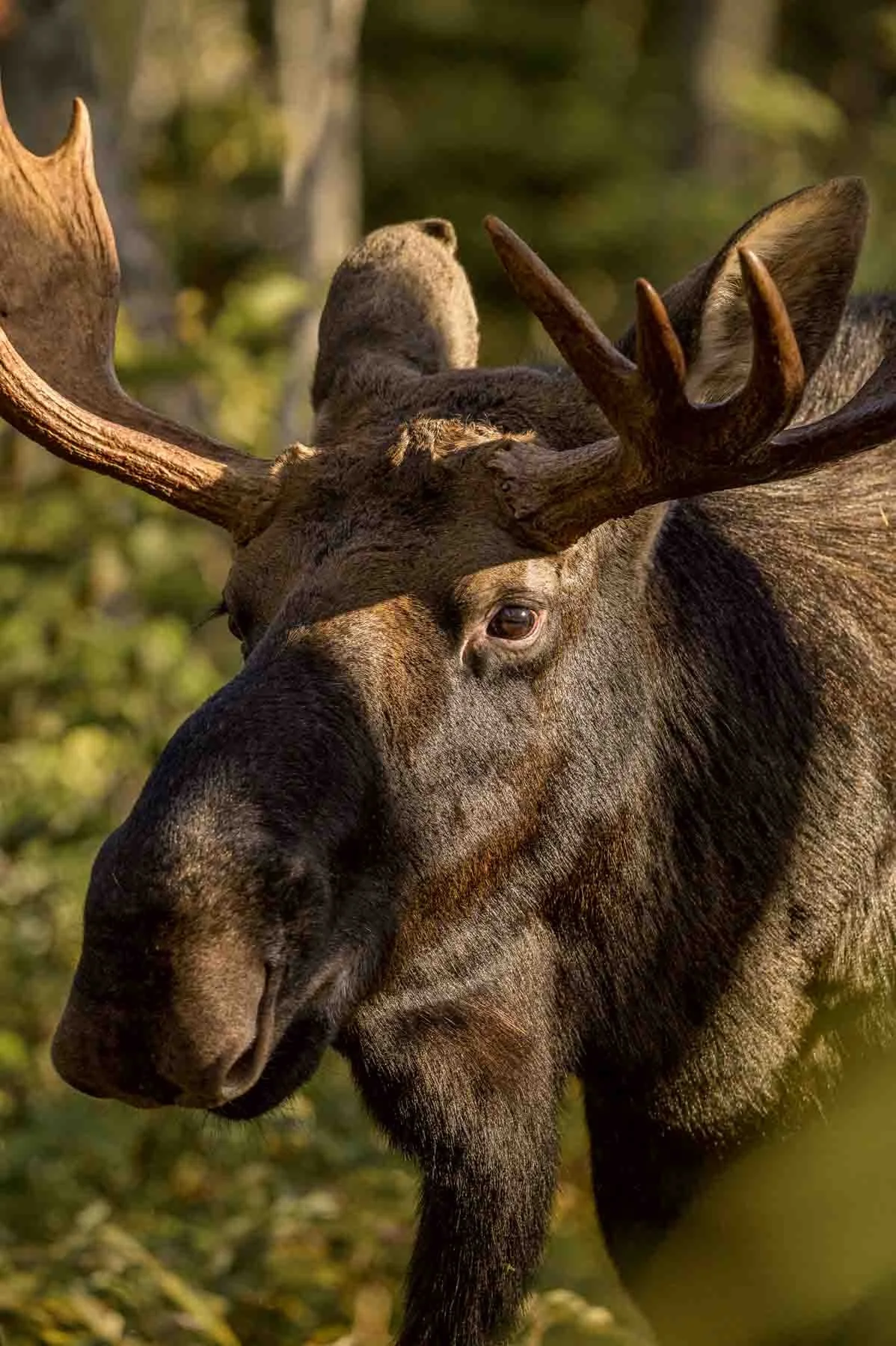 Alces