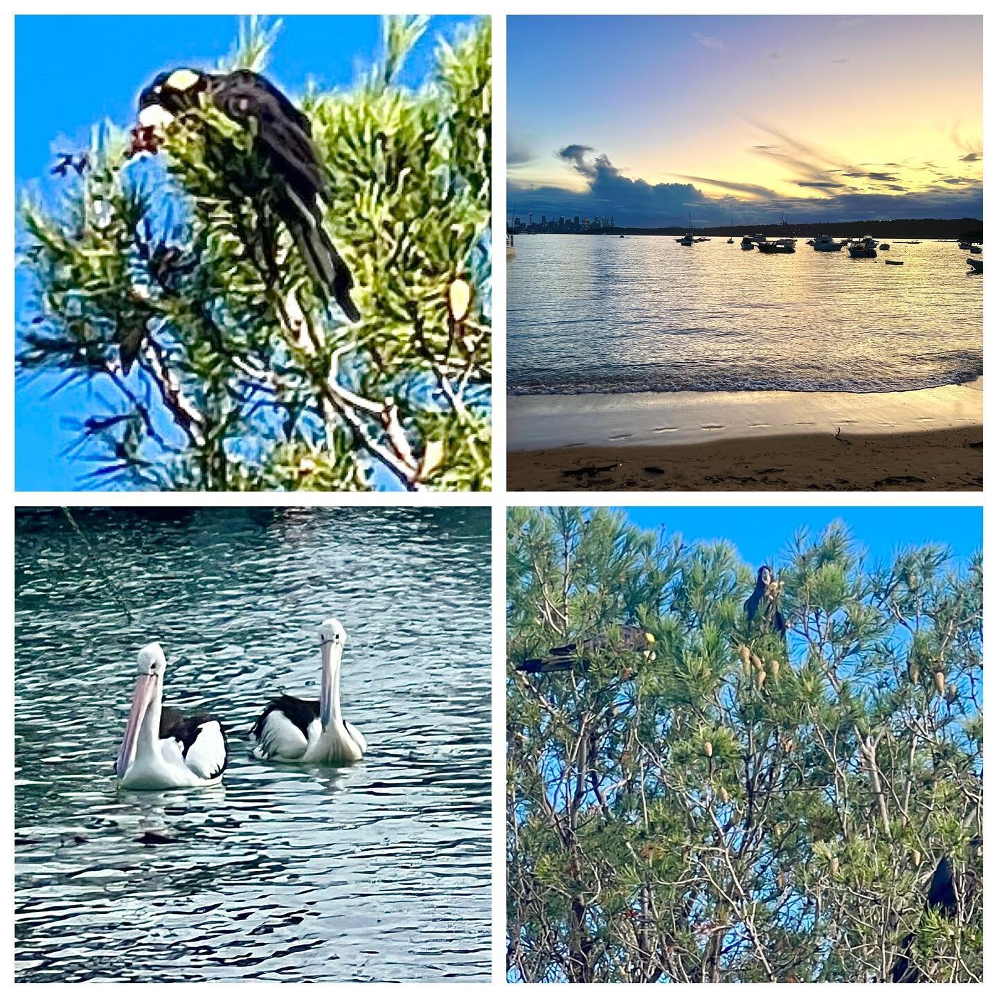 Beautiful Sydney surprises on this weekends walks! #beautiful #sydney #wildlife #landscape #sunsets #blackcockatoo #pelican #dogwalks