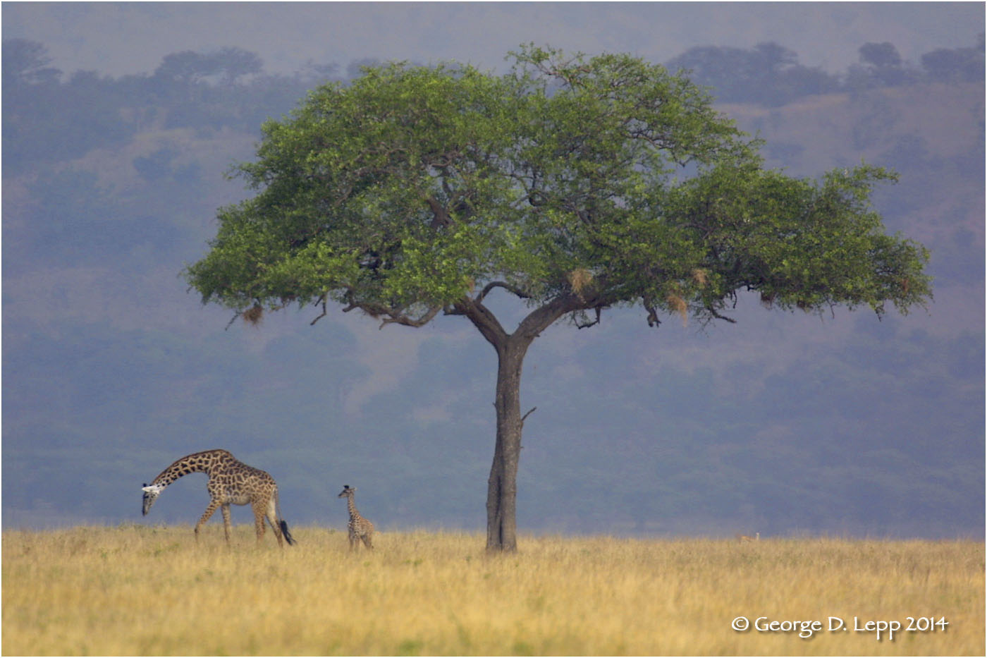 A giraffe with a youngster graze on the Serengeti Plains of Africa. © George D. Lepp 2014 M-GI-0004