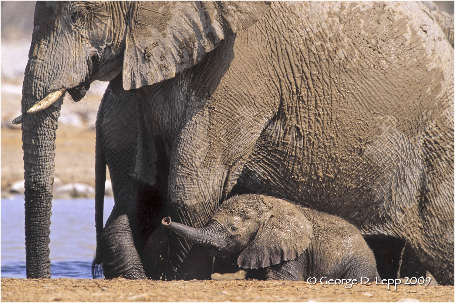 A young elephant stays close in Namibia's Etosha NP . © George D. Lepp 2009 M-EP-AF-0045