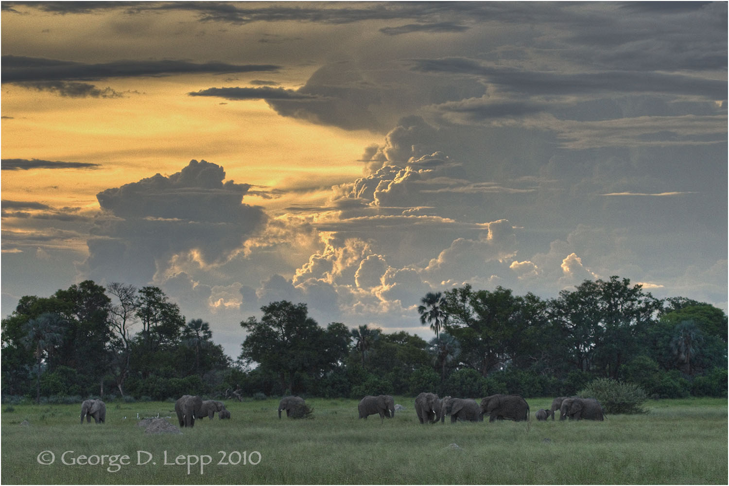 Elephants gather at sunset in Botswana. © George D. Lepp 2010 M-EP-AF-0048
