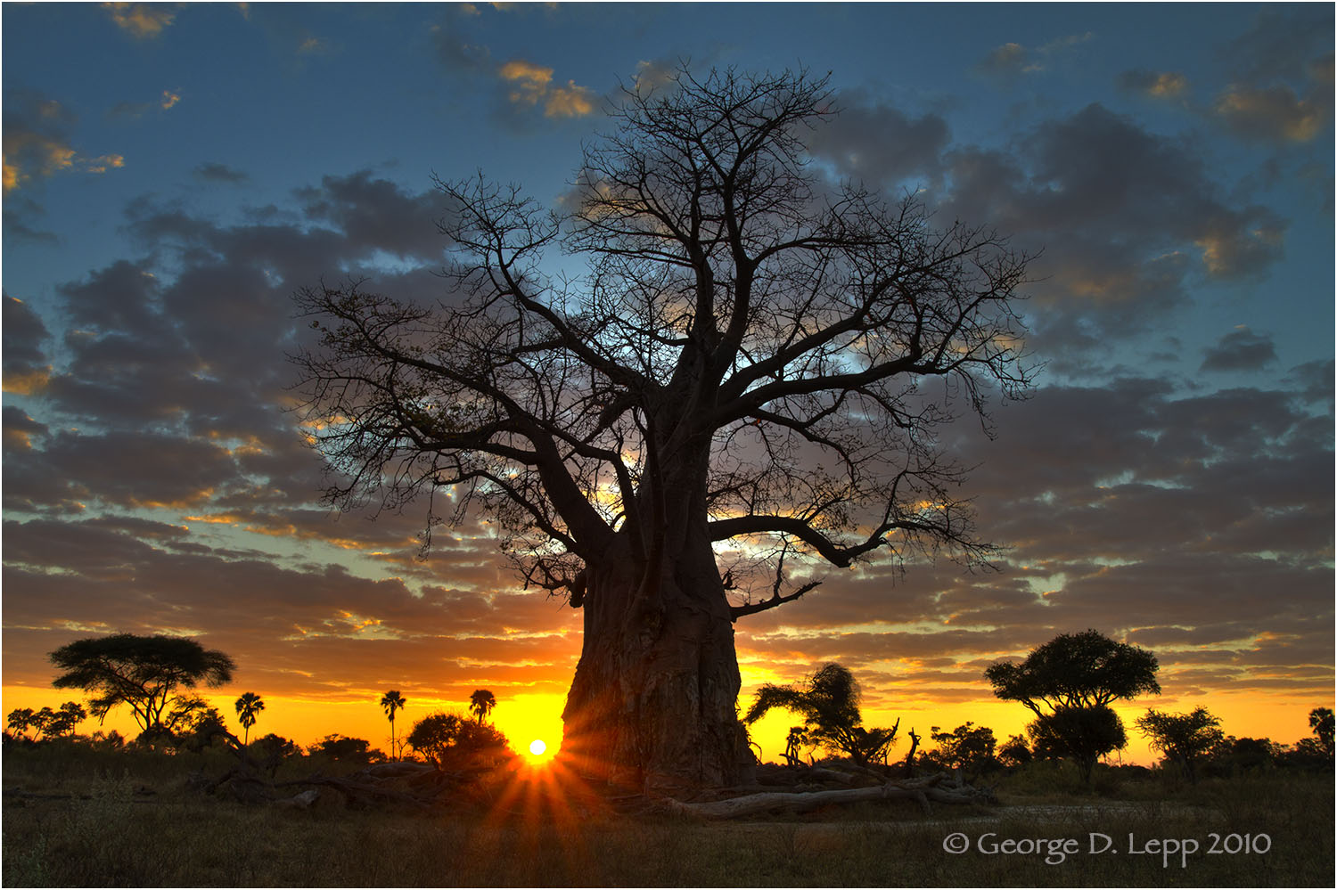 A baobab tree in Botswana at sunrise. © George D. Lepp 2010 LA-BO-MO-0004