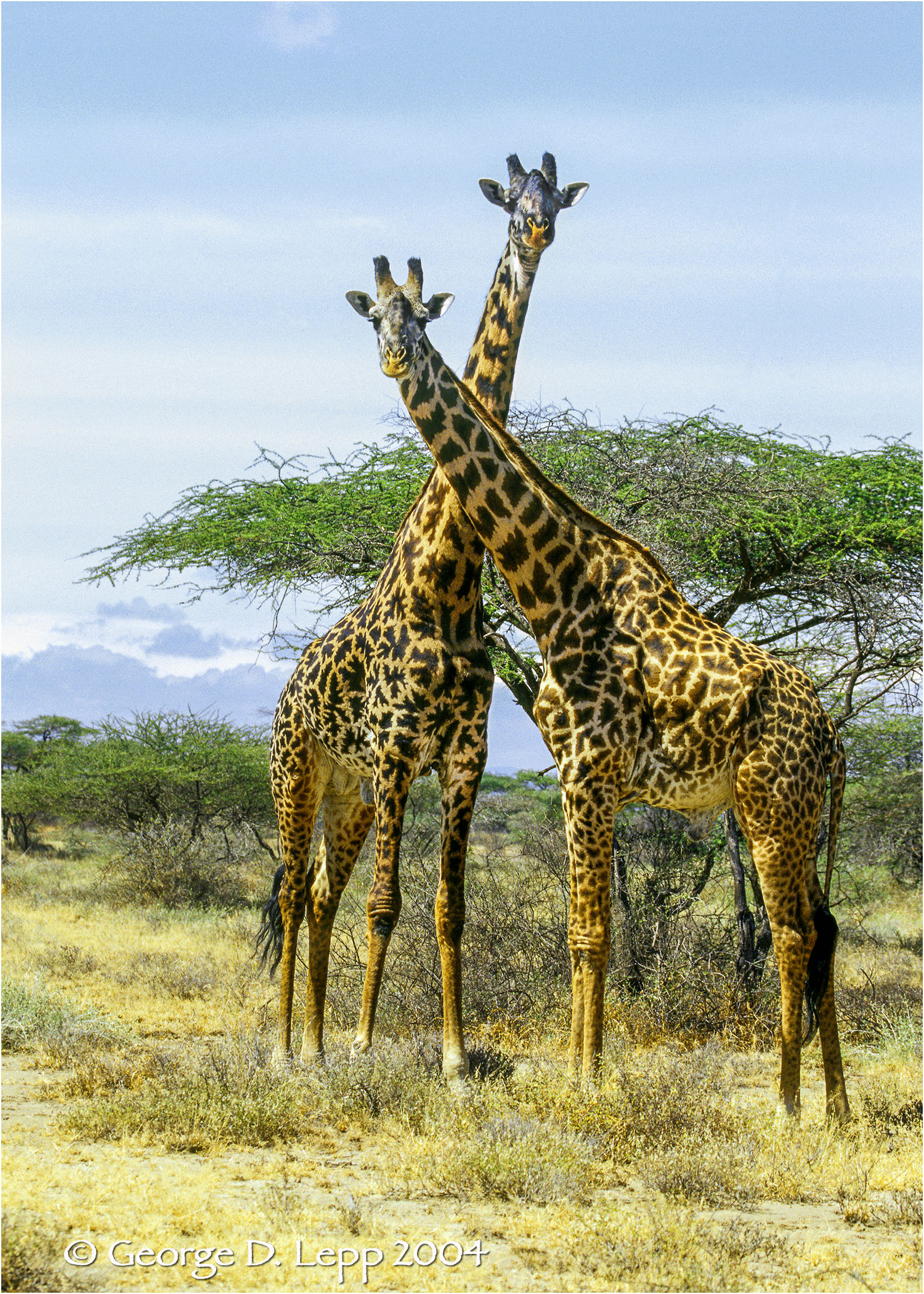 Giraffes in Tanzania. © George D. Lepp 2001 M-GI-0002