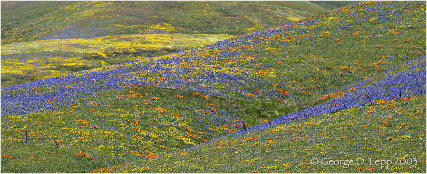 Poppies and lupin near Gorman, CA. © George D. Lepp 2003 PW-PO-0367