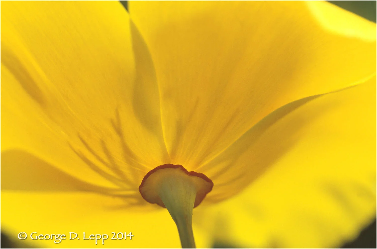 California Poppy. © George D. Lepp 2014 PW-PO-0171