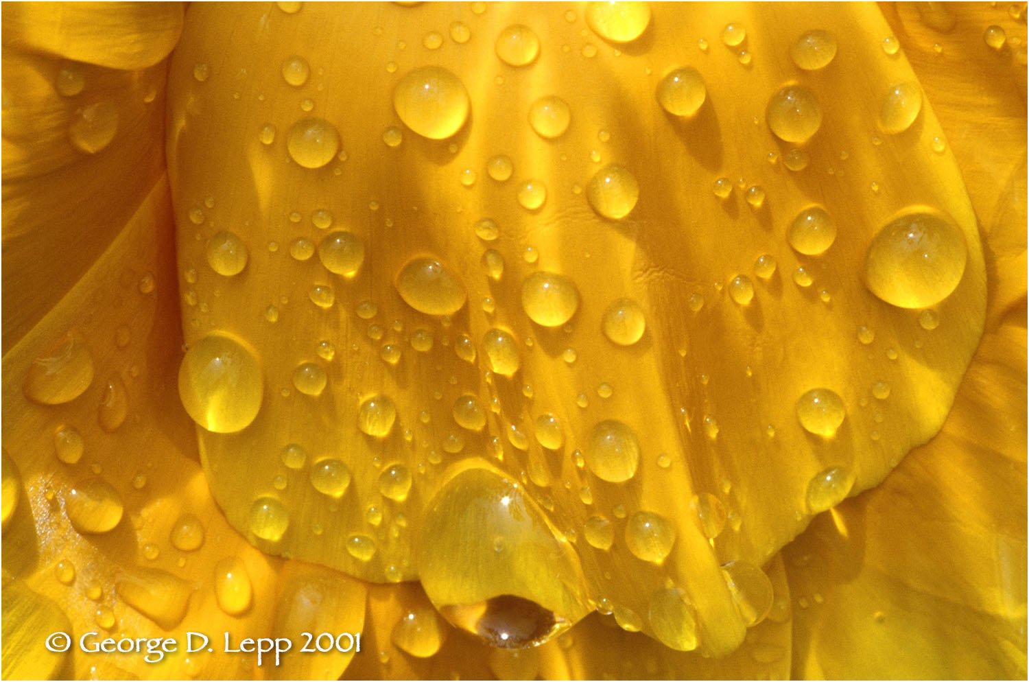 Rain drops on a poppy. © George D. Lepp 2001 PW-PO-0107