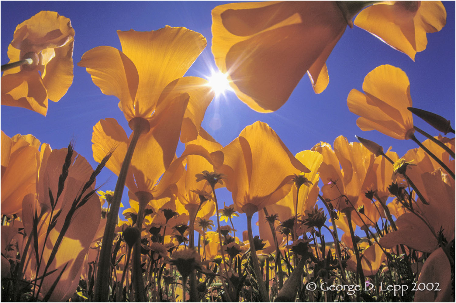 Bug's-eye view of a poppy. © George D. Lepp 2002 PW-PO-0198