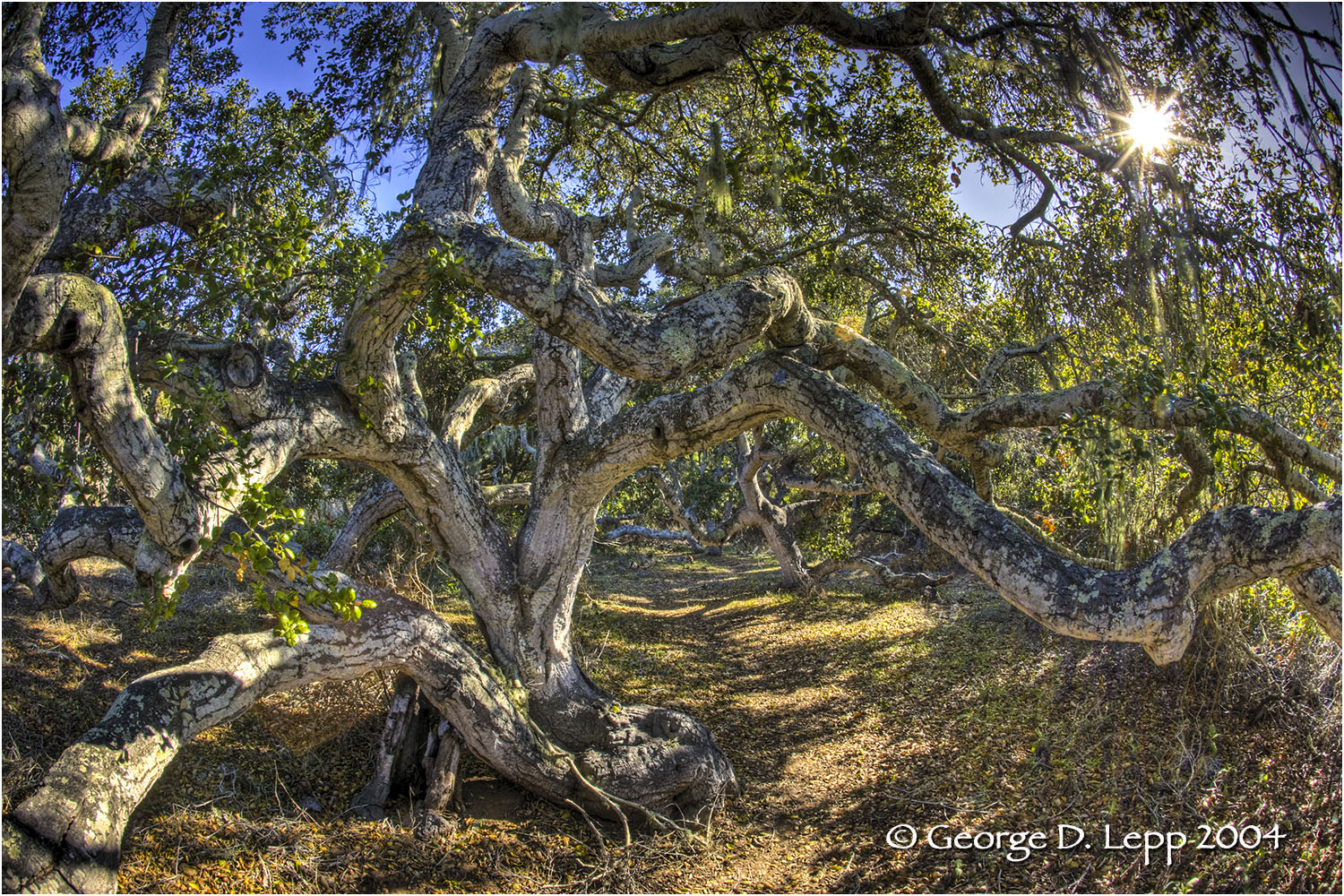 Los Osos Oaks State Preserve, CA. © George D. Lepp 2004 LC-CC-LO-0007