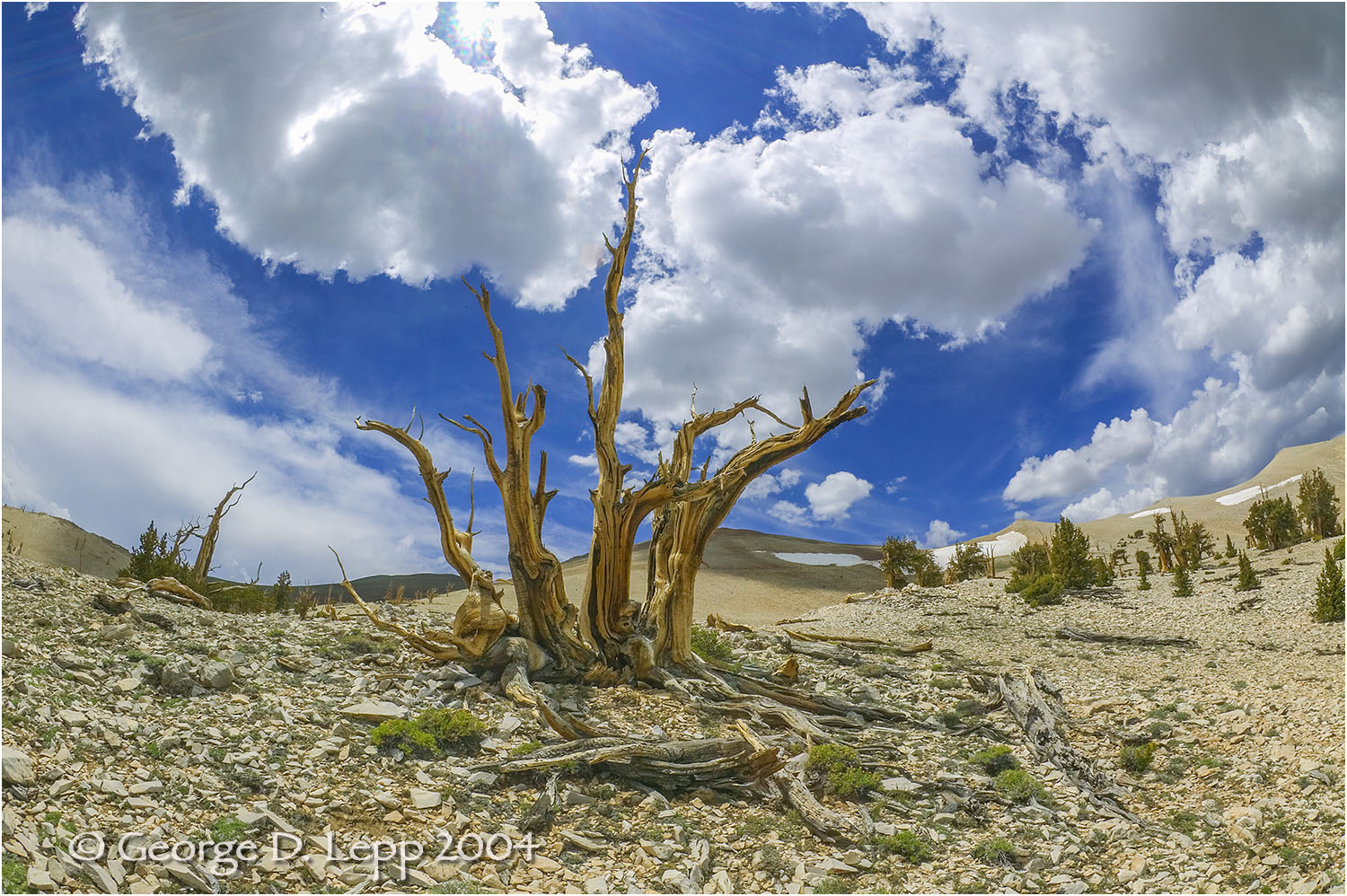 Bristle Cone Pines. © George D. Lepp 2014 LC-SI-BR-0001