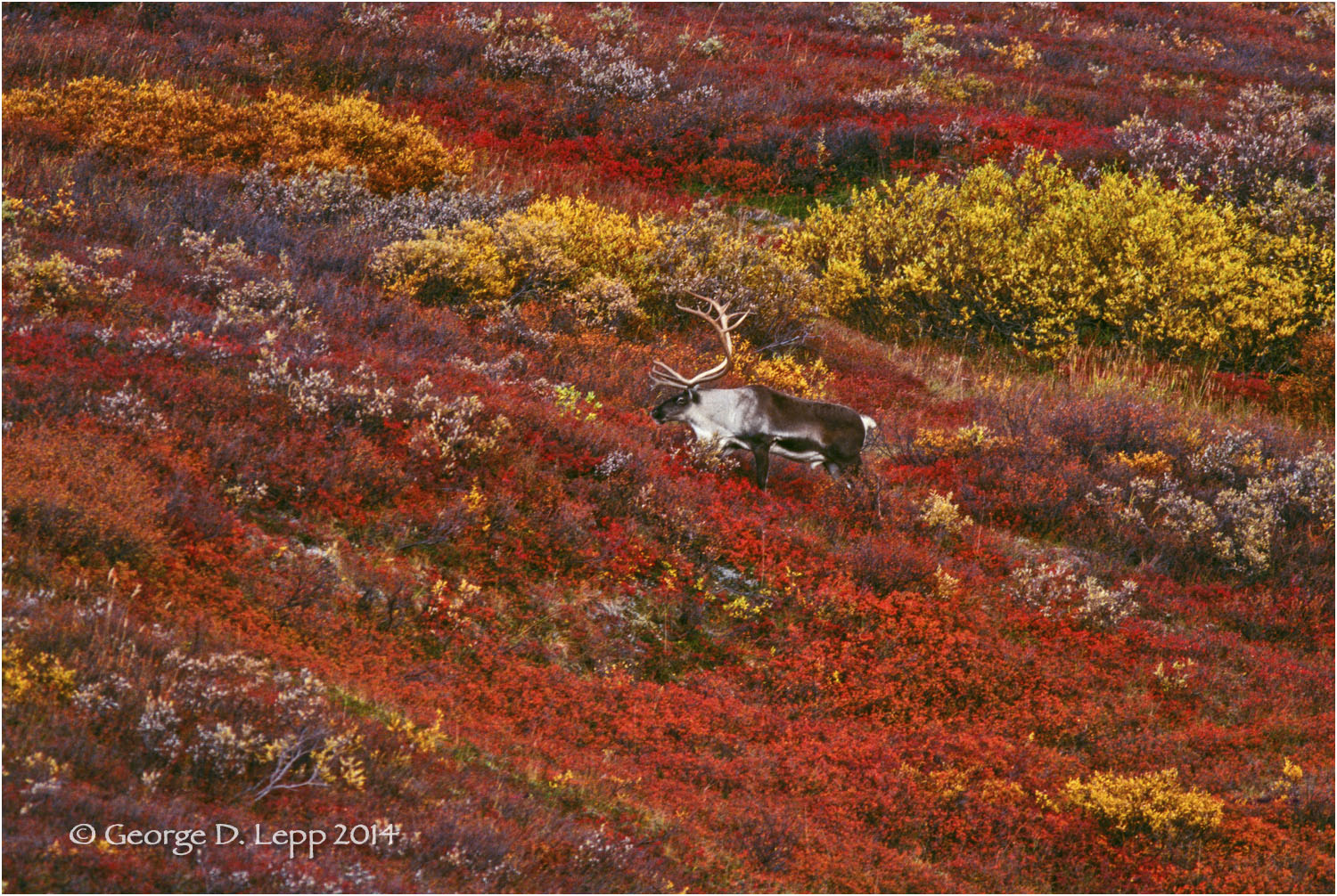Caribou in Autumn tundra. © George D. Lepp 2014 L-AK-DE-0011