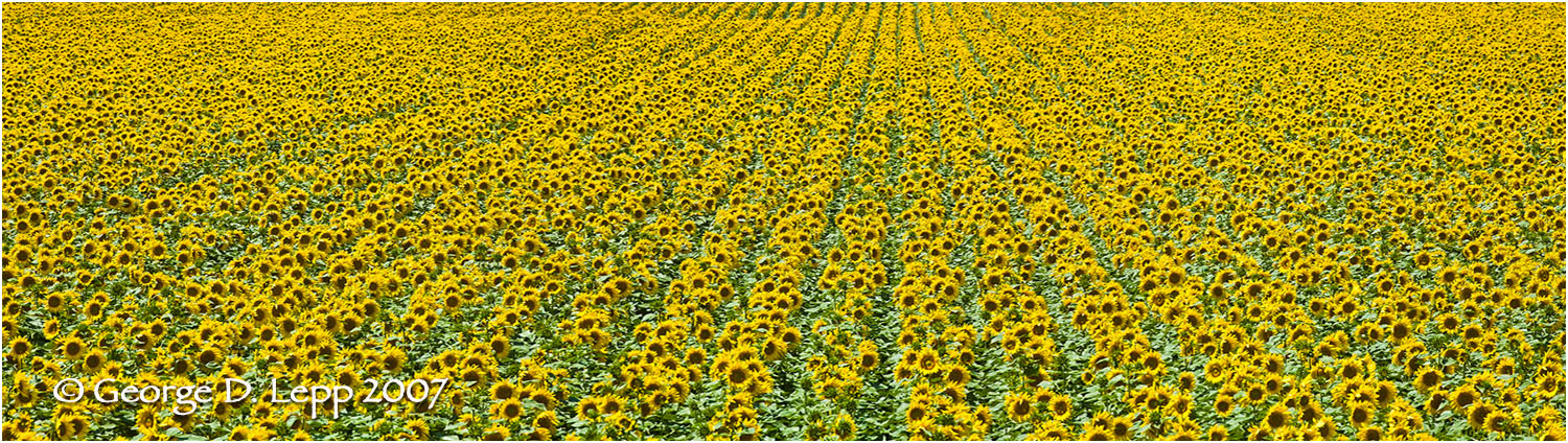 Field of sunflowers in Kansas. © George D. Lepp 2007 -SU-FL-0008