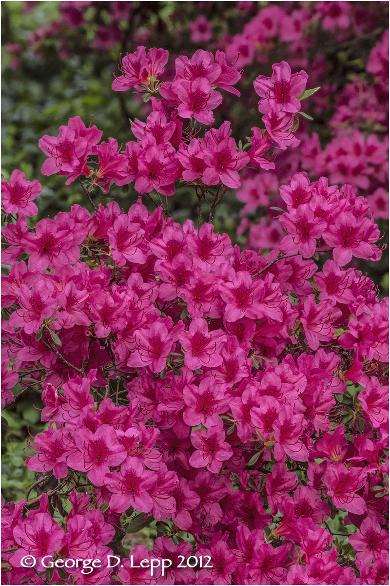Azaleas, Seattle, Washington. © George D. Lepp 2012 PG--AZ-0006