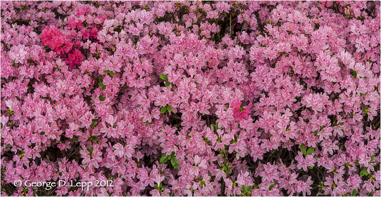 Azaleas, Seattle, Washington. © George D. Lepp 2012 PG-AZ-0003
