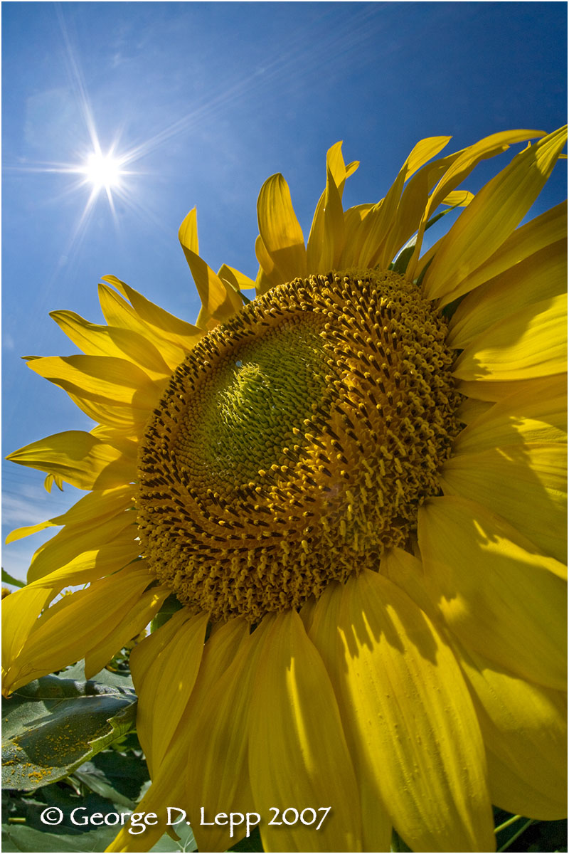 Sun and Sunflower. © George D. Lepp 2007 C-SU-FL-0014
