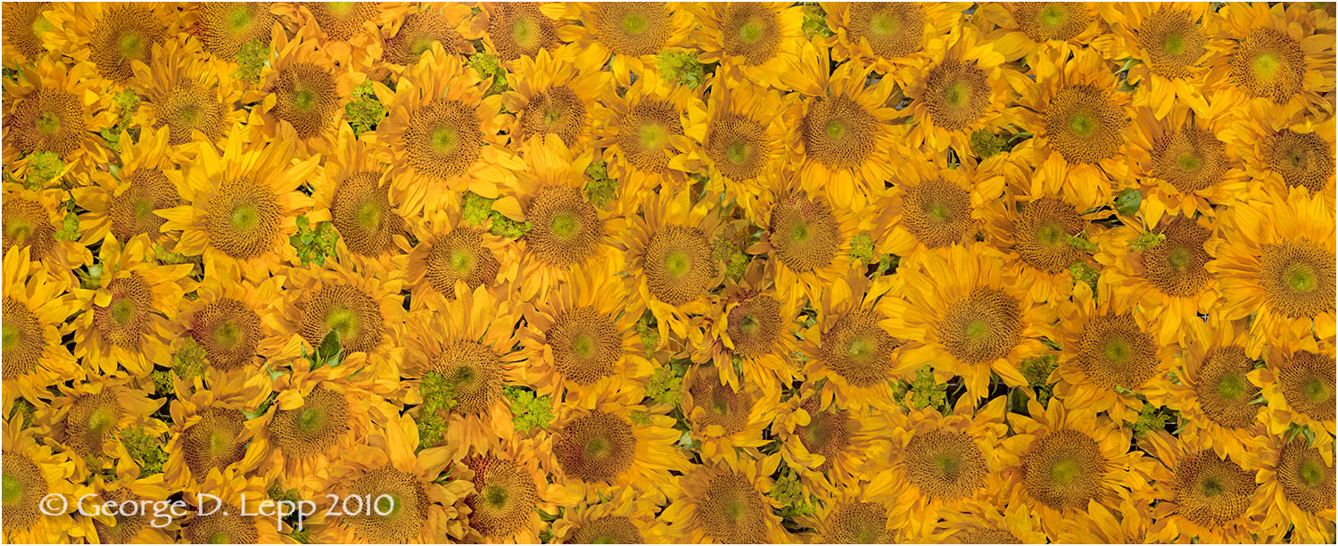 Sunflower heads. © George D. Lepp 2010 PG-SF-OR-0001
