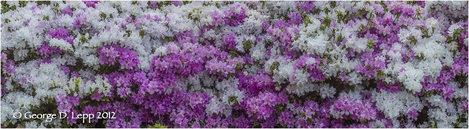 Azaleas, Seattle, Washington. © George D. Lepp 2012 PG-AZ-0002