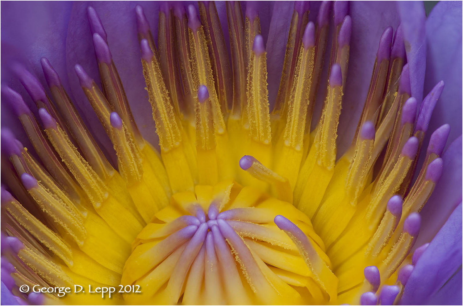 Water Lily center. © George D. Lepp 2012 PG-WA-LI-0002