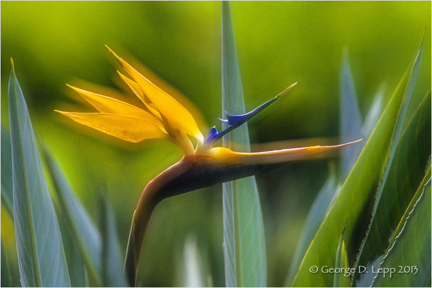 Bird of Paradise, Hawaii. © George D. Lepp 2013 PG-BI-0002