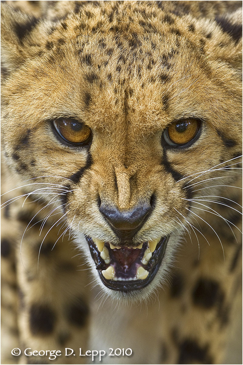 Fierce cheetah (Captive).© George D. Lepp 2010 M-CA-CH-0001