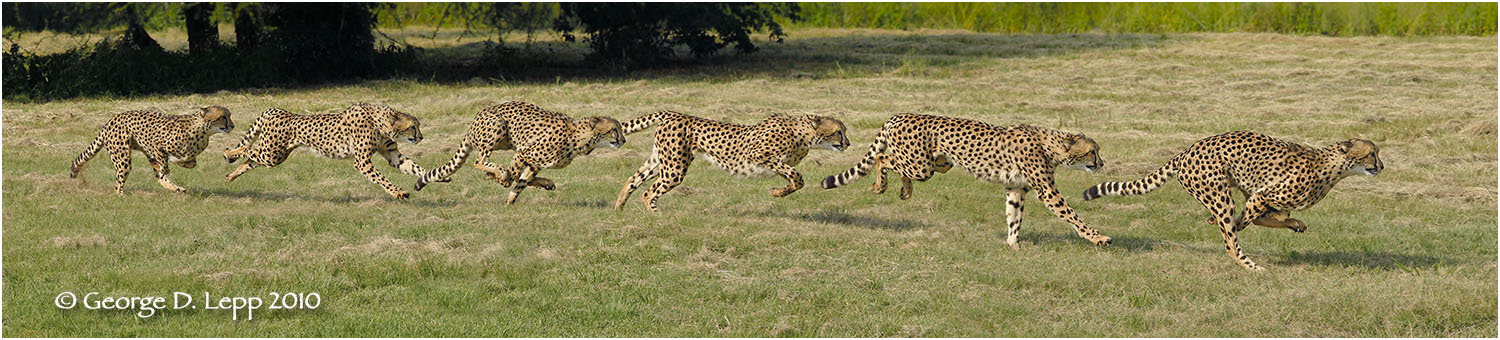 Cheetah in an Action Sequence Panorama (Captive). © George D. Lepp 2010 M-CA-CH-0002