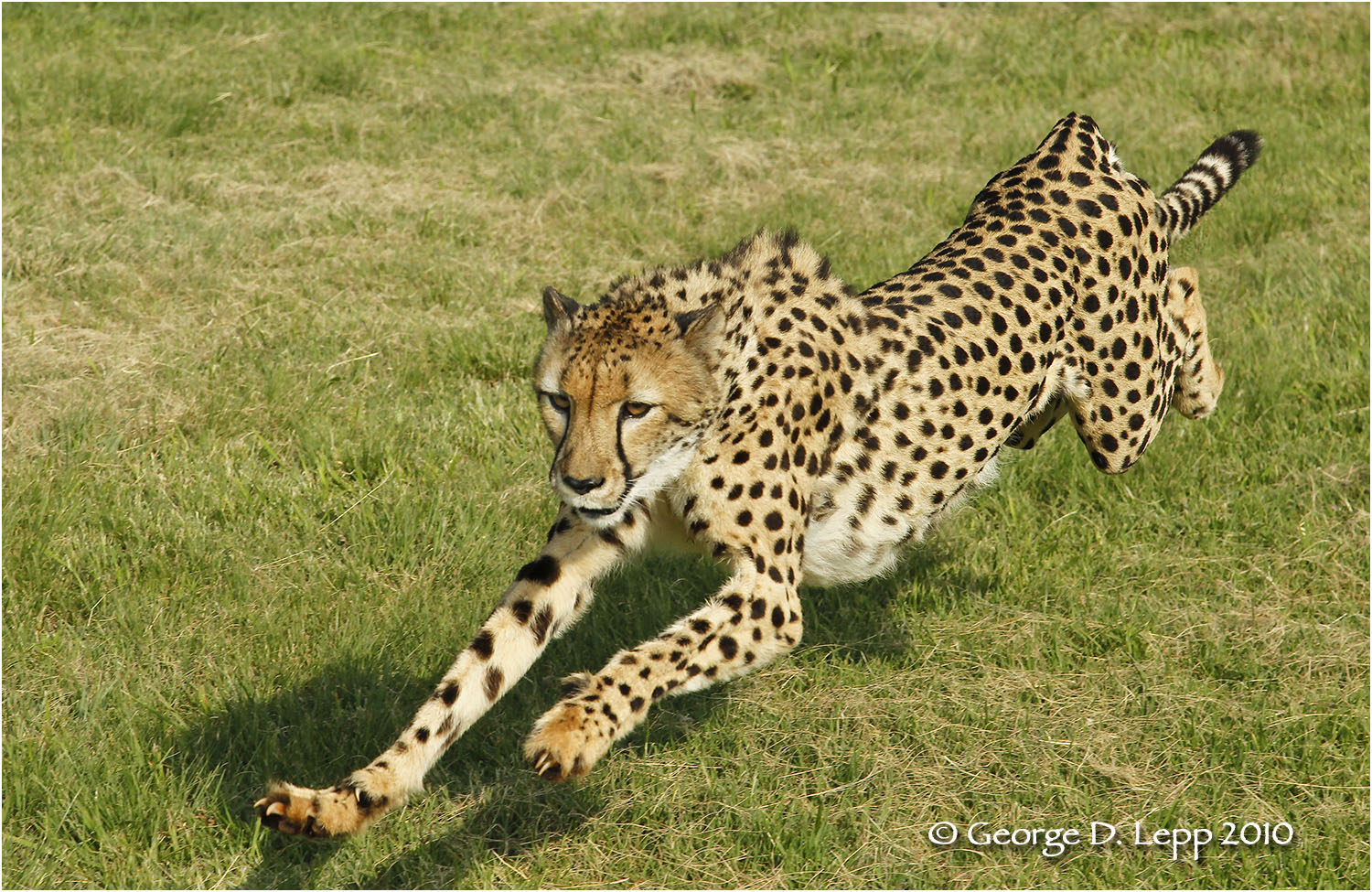 Cheetah in full stride (Captive). © George D. Lepp 2010 M-CA-CH-0005