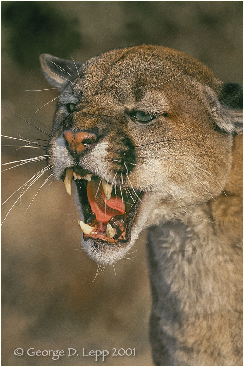 Snarling cougar (Captive). © George D. Lepp 2014 M-CA-MO-0001