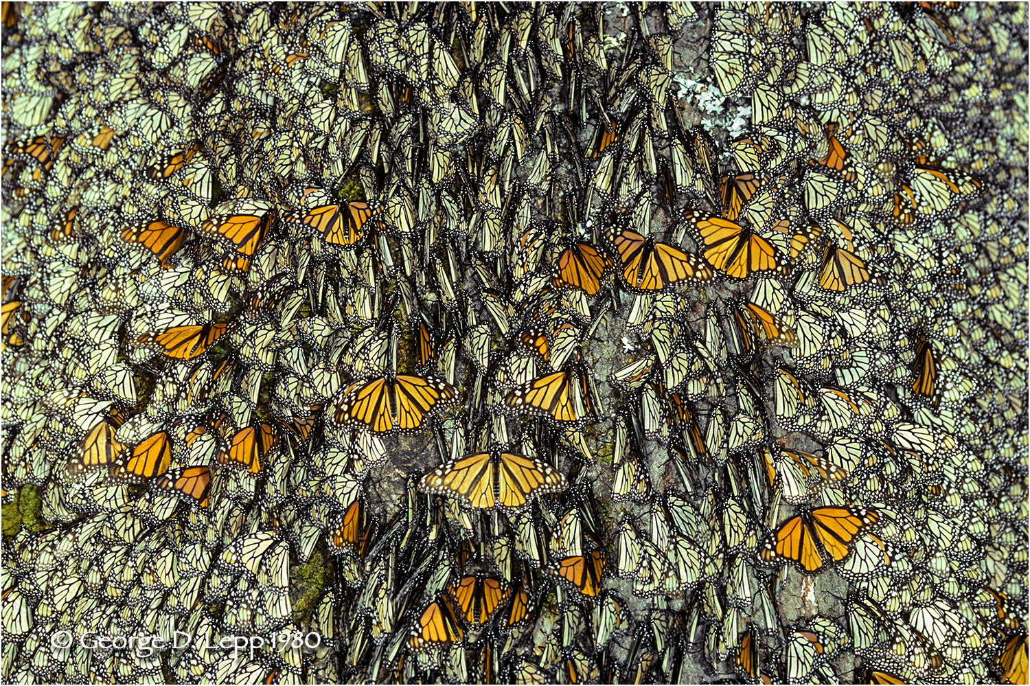 Monarchs overwintering, Mexico. © George D. Lepp 2014 I-LP-MN-0915