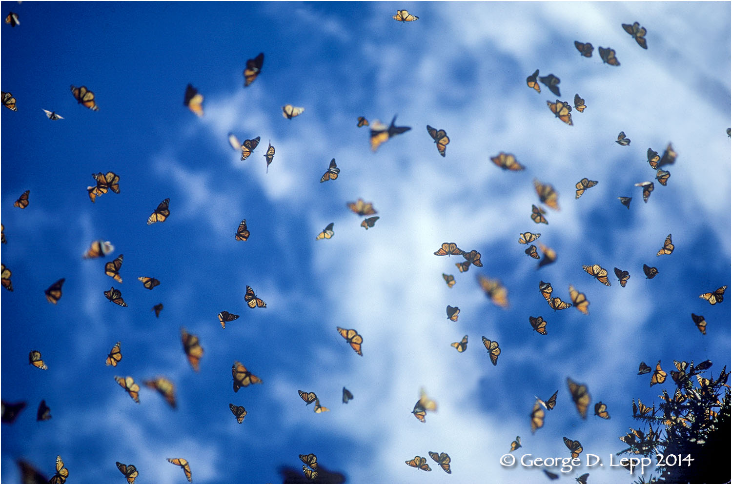 Monarchs overwintering, Mexico. © George D. Lepp 2014 I-LP-MN-0599