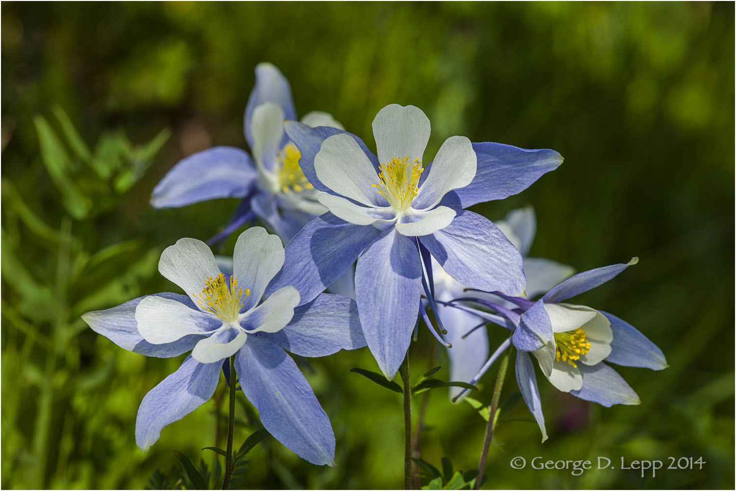 Columbine, Colorado. PW-CO-0008
