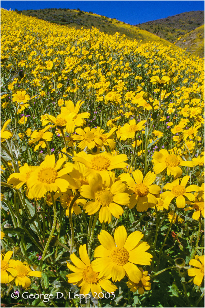 Coreopsis, CA. PW-CR-1004