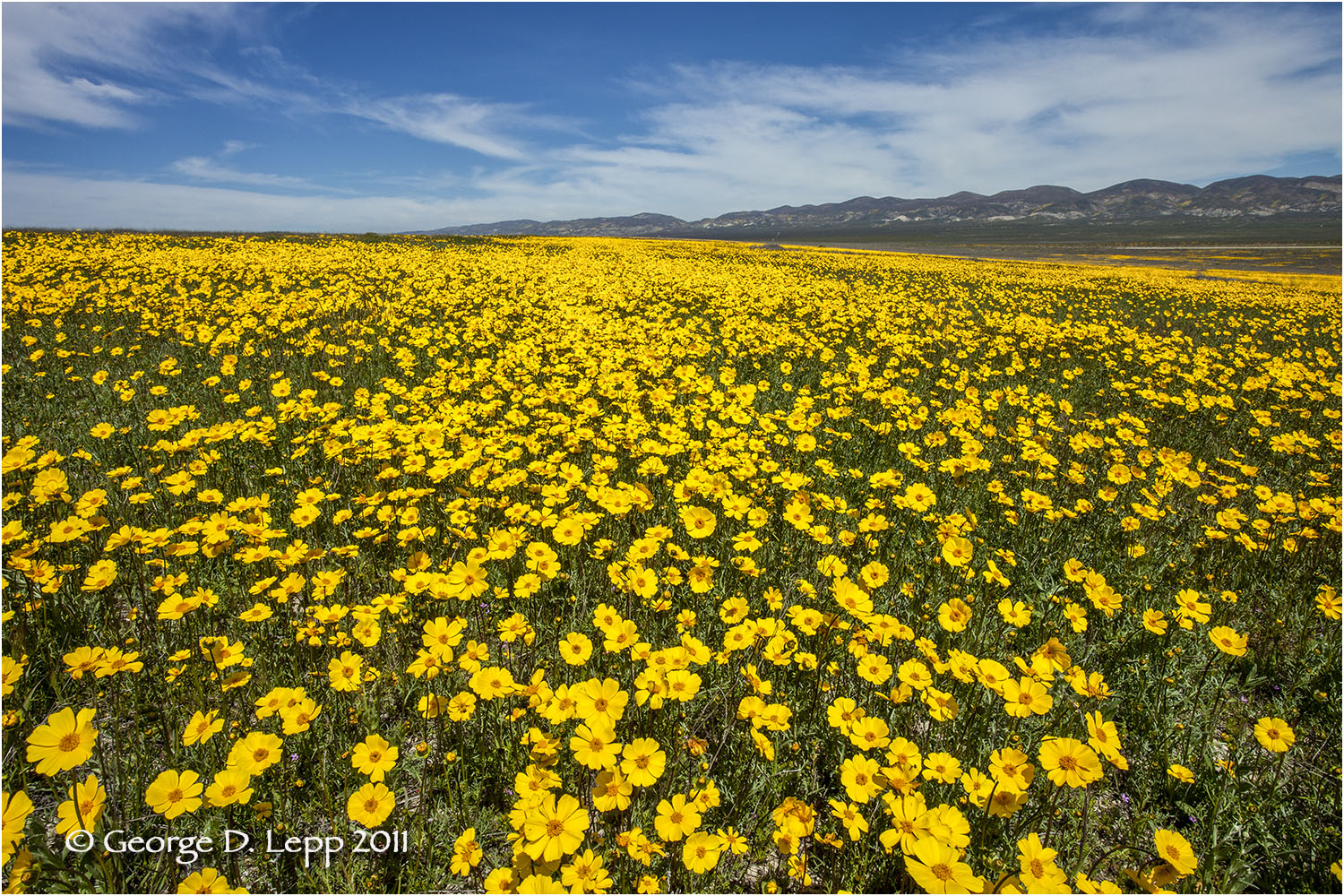 Coreopsis, Carrisa Plains, CA. PW-CR-0008