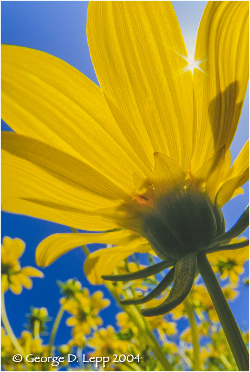 Coreopsis, CA. PW-CR-0009
