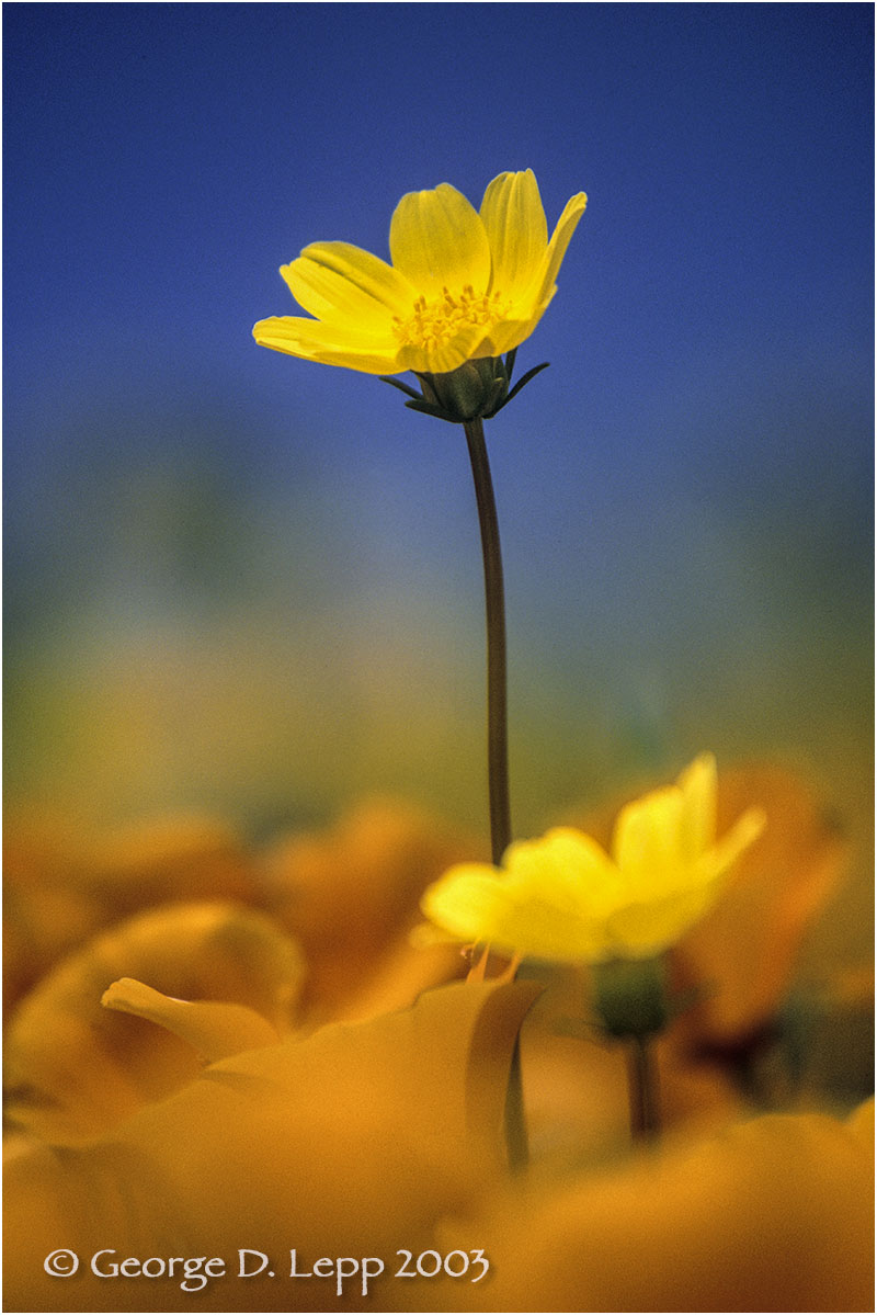Coreopsis in poppies, CA. PW-CR-0007