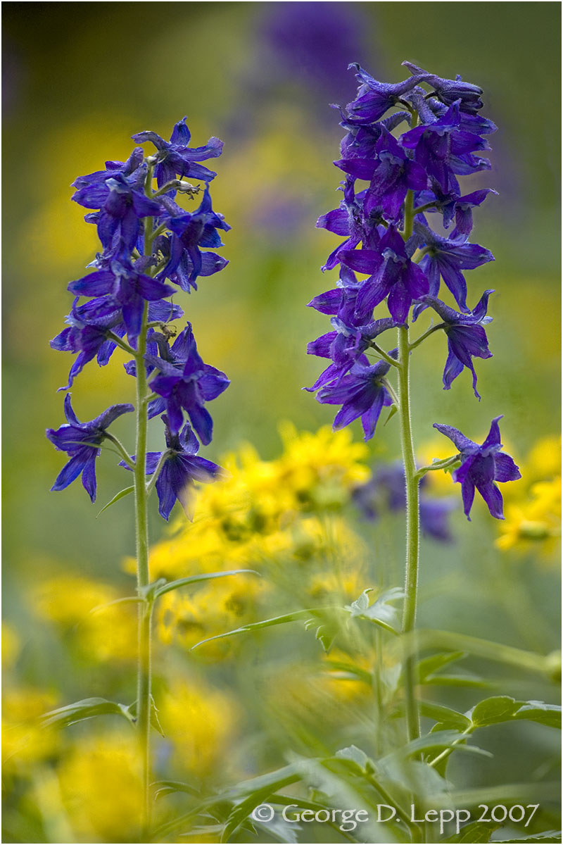 Delphinium, Larkspur, CA. PW-DE-0001