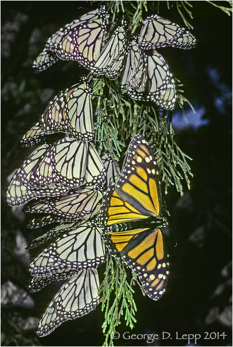 Open Monarch, Overwintering, Mexico. © George D. Lepp 2014 I-LP-MN-0009