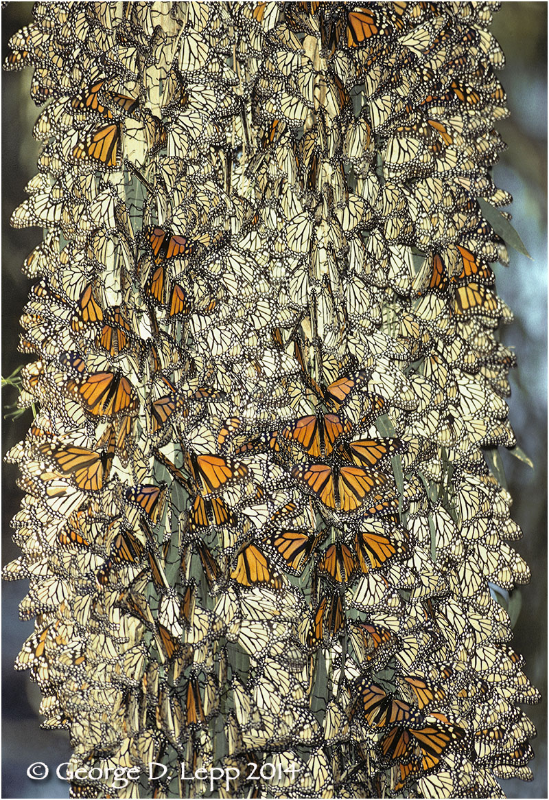 Overwintering Monarchs, California. © George D. Lepp 2014 I-LP-MN-0282