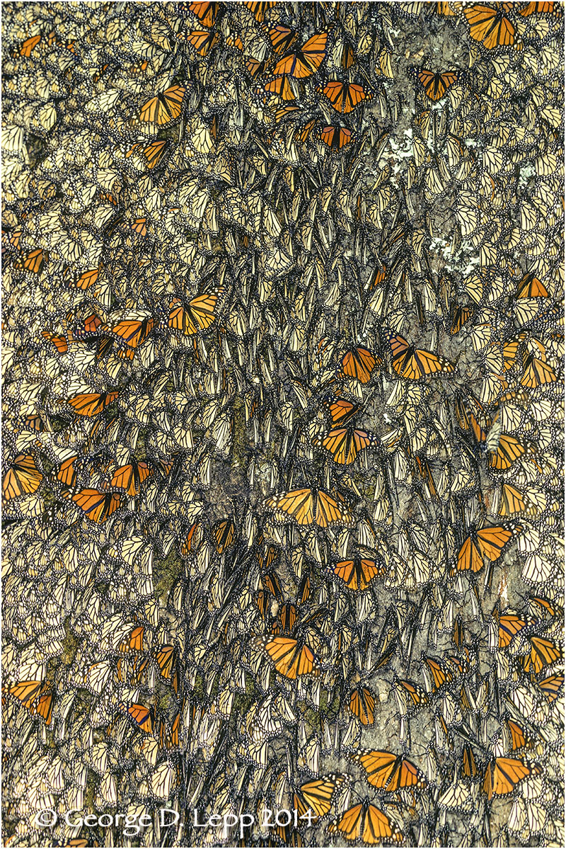 Overwintering Monarchs, Mexico. © George D. Lepp 2014 I=LP-MN-0577