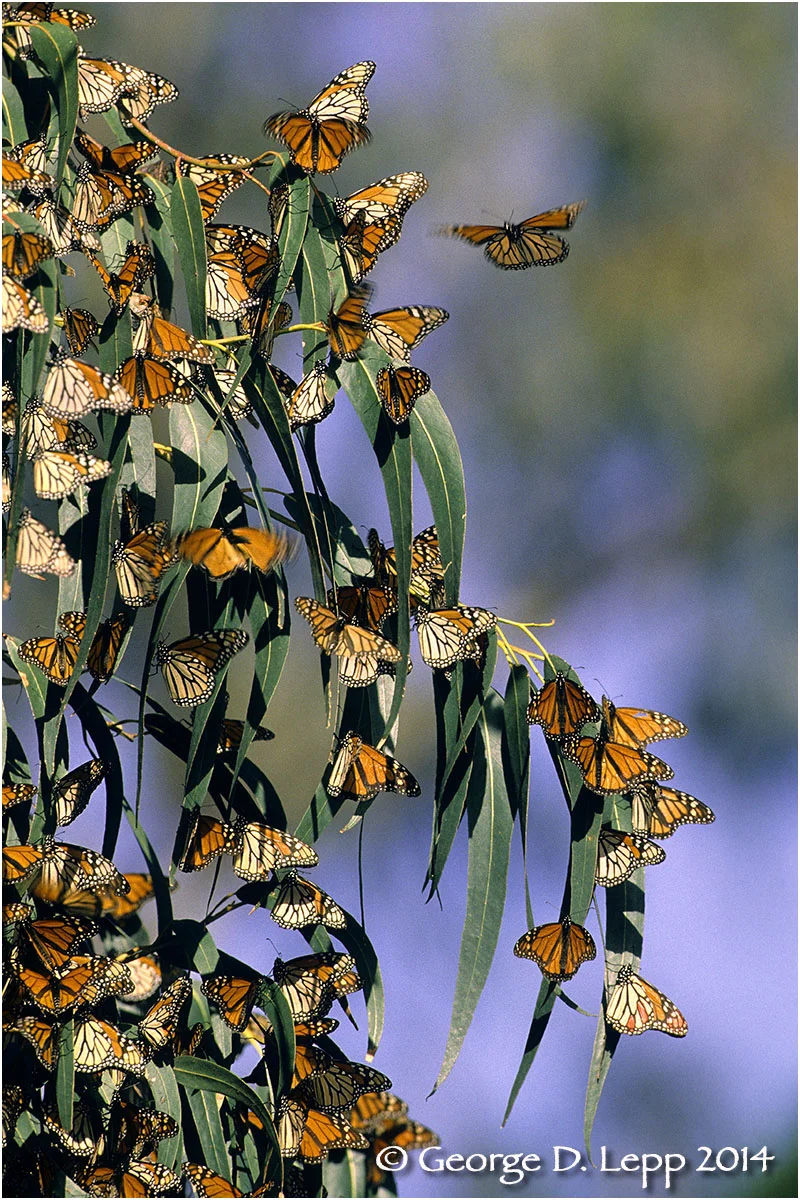 Overwintering Monarchs, CA. © George D. Lepp 2014 . I-LP-MN-0896
