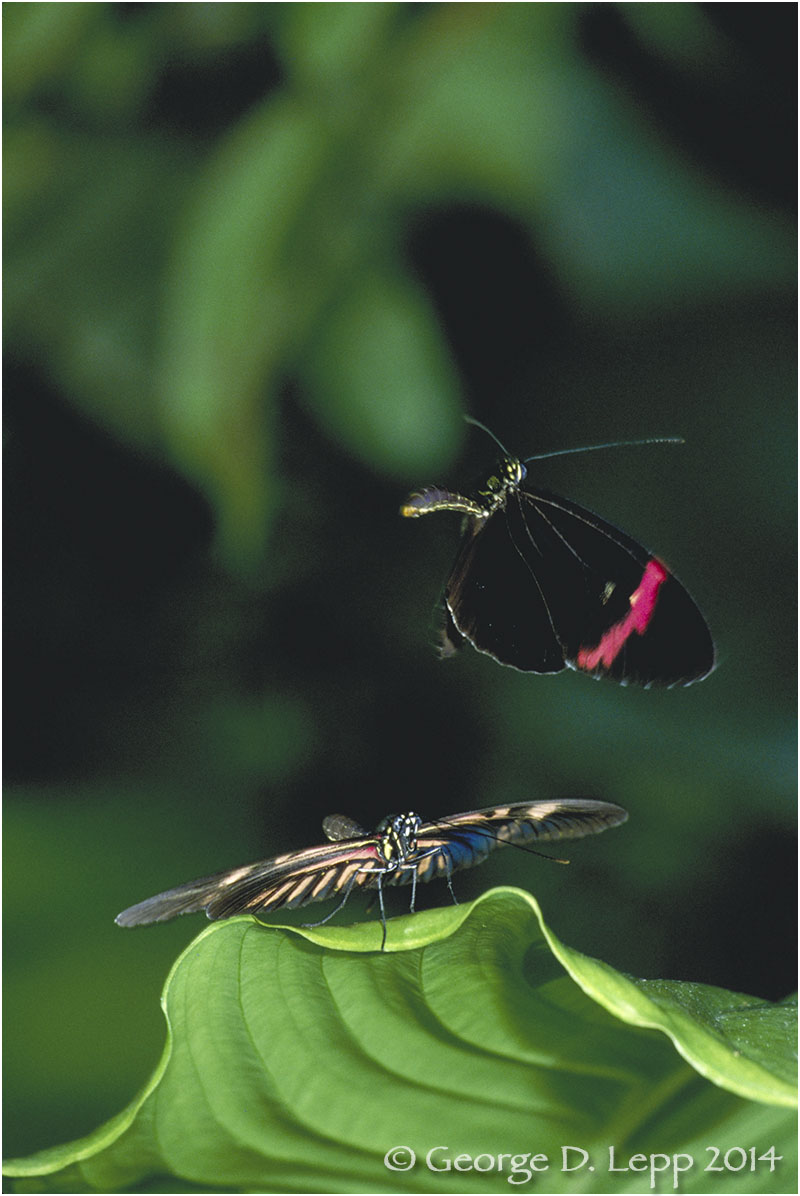 Heliconia butterflies © George D. Lepp 2014 . I-LP-HE-0001
