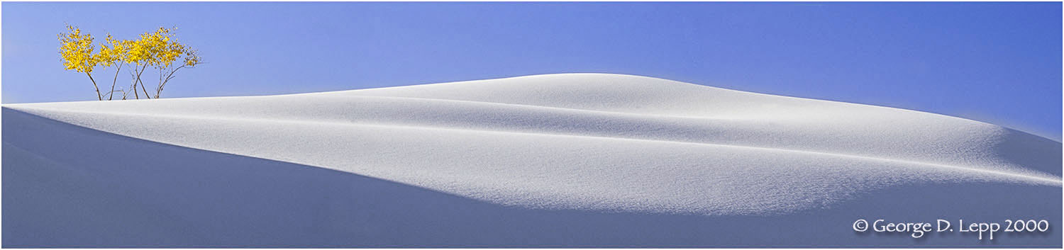 Cottonwoods, White Sands, New Mexico. © George D. Lepp 2000 L-NM-WH-0002