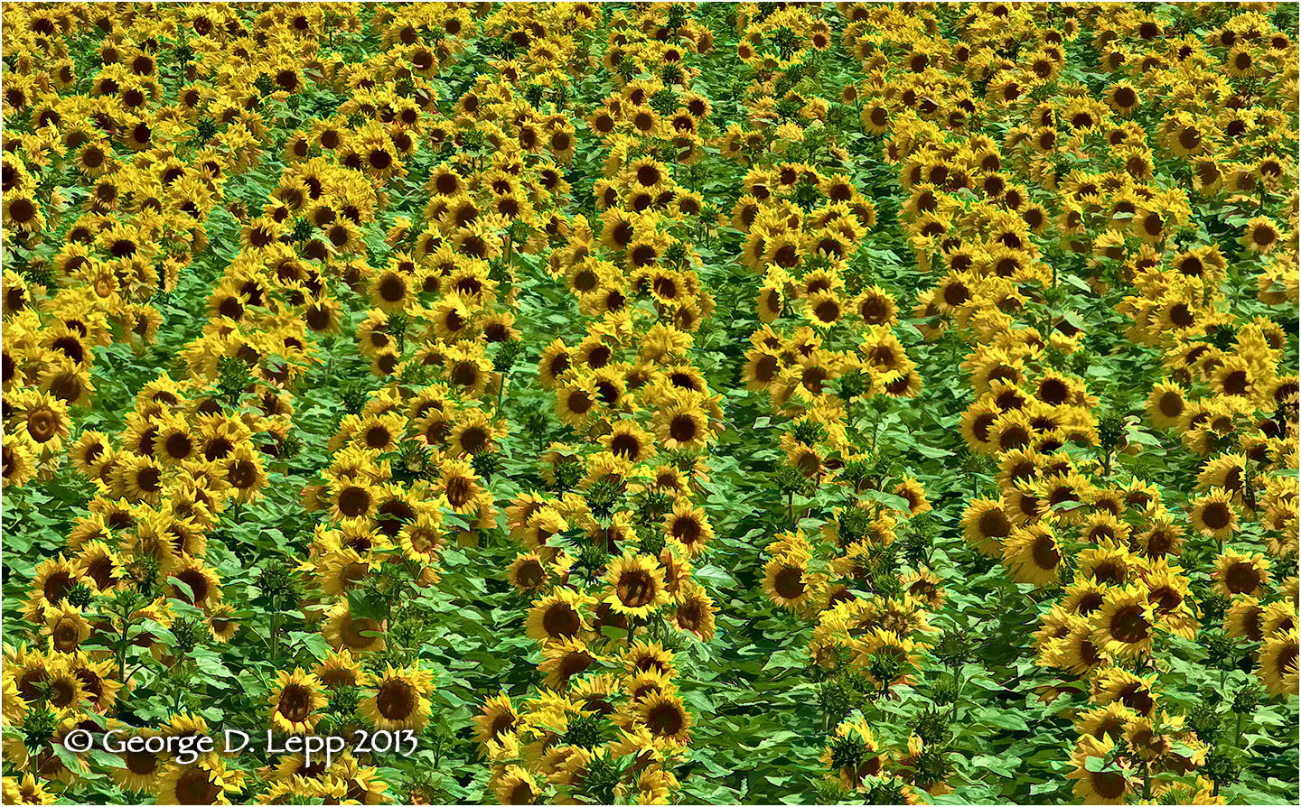 Kansas Sunflowers