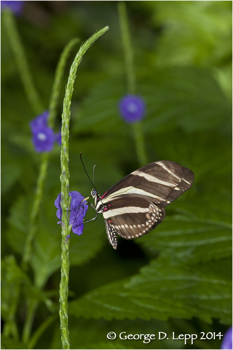 Heliconia butterfly. © George D. Lepp 2014 I-LP-HE-0002