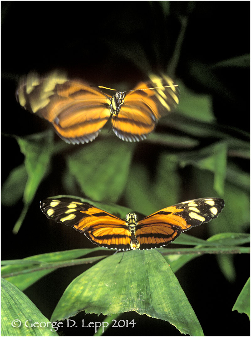 Heliconia butterfly. © George D. Lepp 2014 I-LP-IS-0001