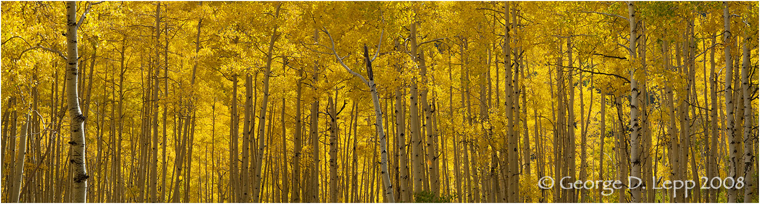 Aspens, Owl Creek Pass, Colorado. © George D. Lepp 2008 L-CO-OW-0013