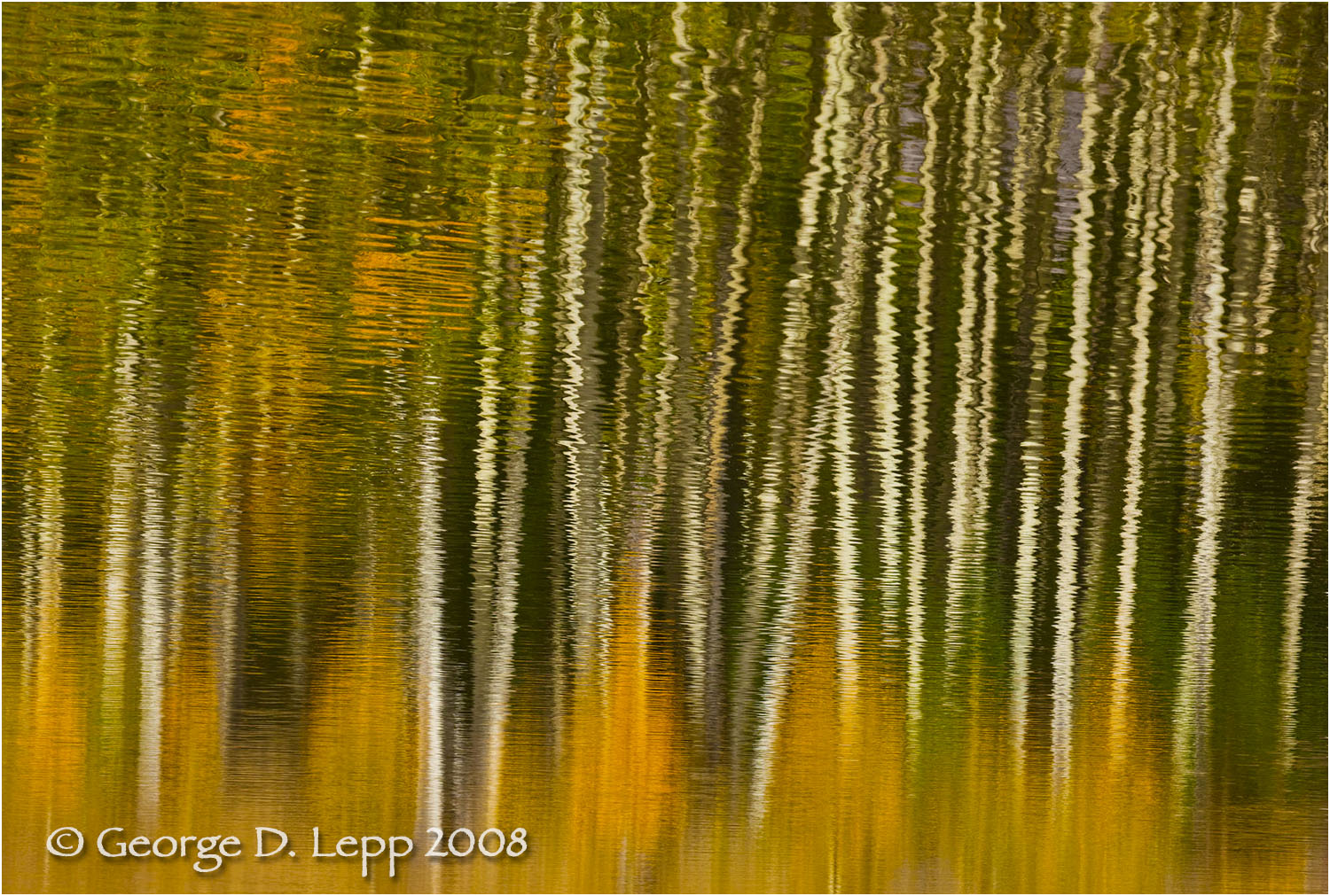 Aspen reflections, Colorado. © George D. Lepp 2008 L-CO-OW-0012