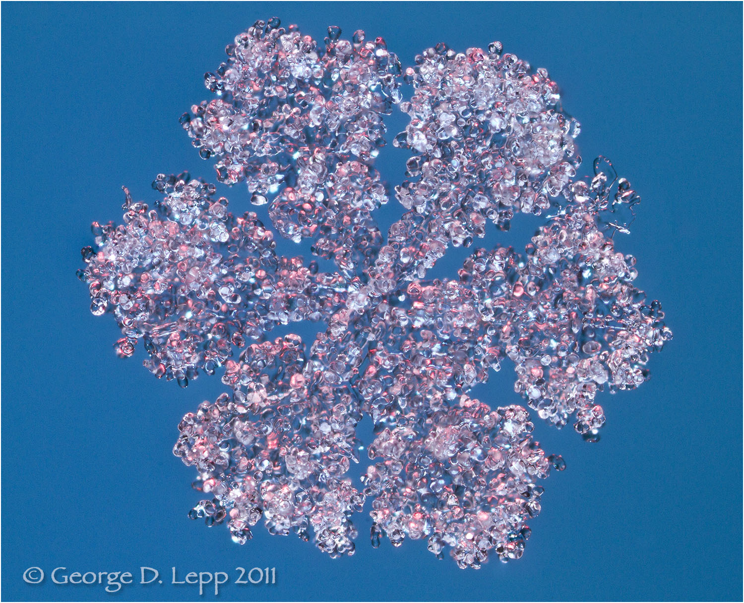 Snowflake coated in rime ice, Colorado. © George D. Lepp 2011 Z-SN-FL-0034