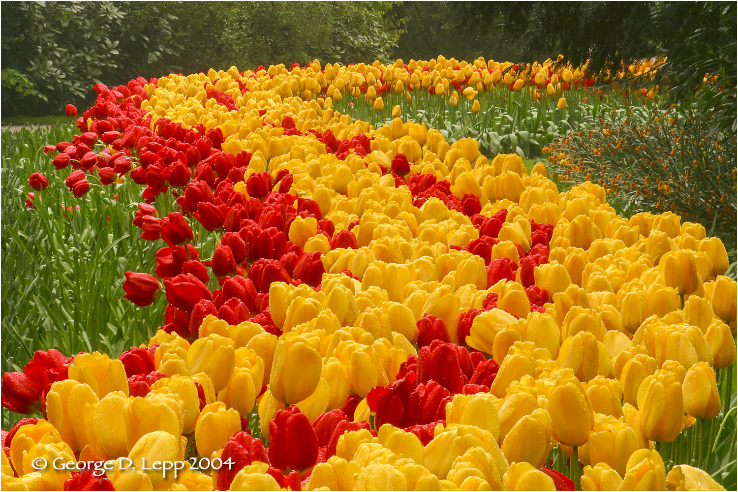 Tulips, Holland. © George D. Lepp 2014 PG-TU-0003