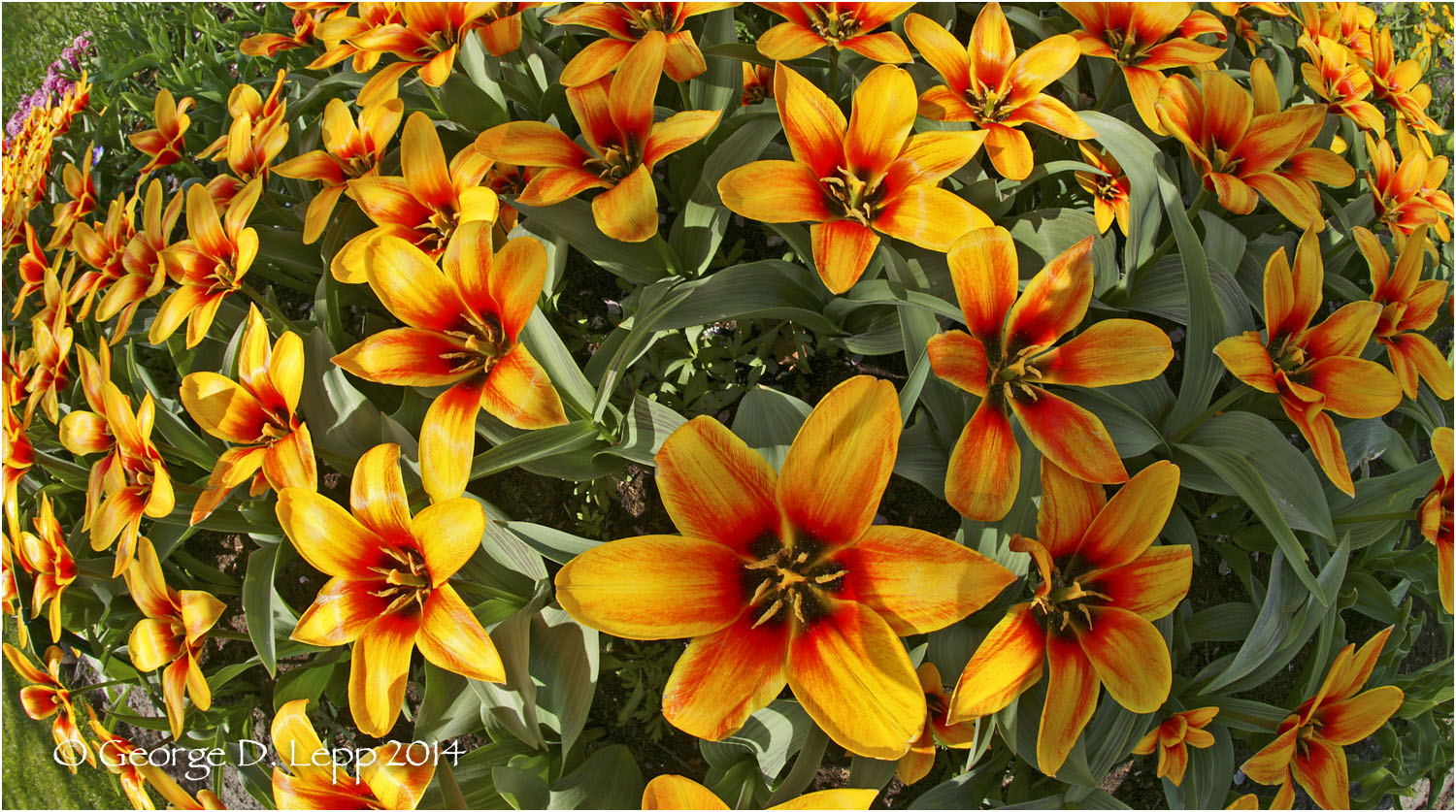 Tulips, Holland. © George D. Lepp 2014 PG-TU-0005